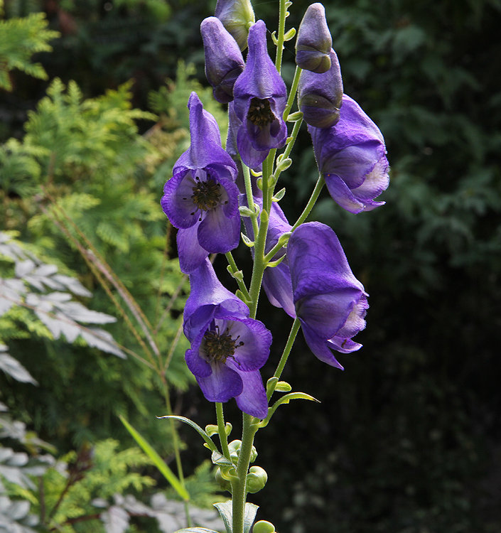 Aconitum carmichaelii 'Arendsii'
