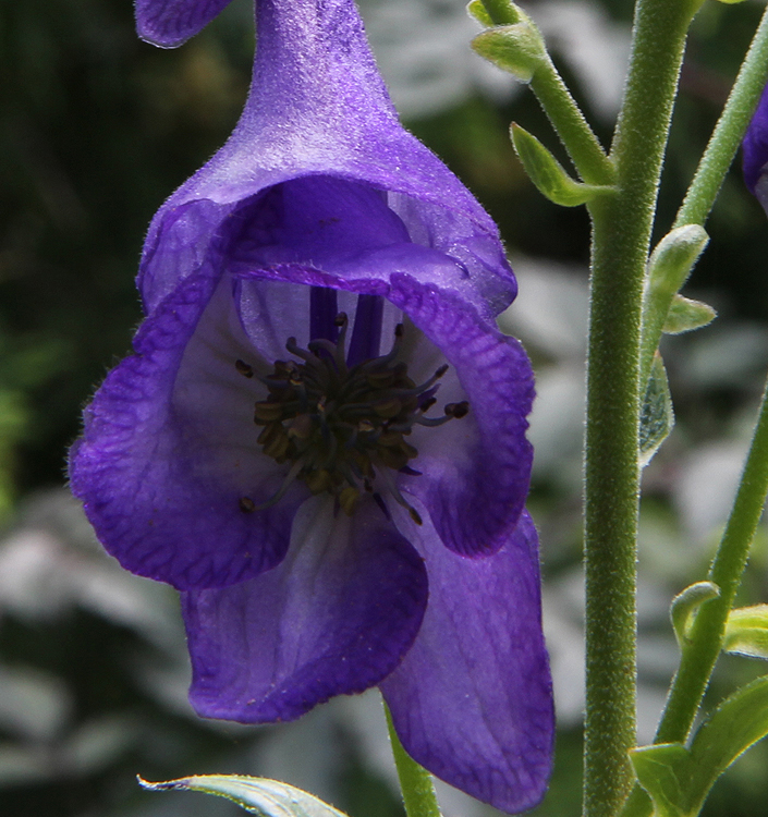 Aconitum carmichaelii 'Arendsii'