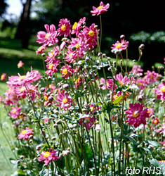 Anemone (giapponese) hupehensis PRINZ HEINRICH