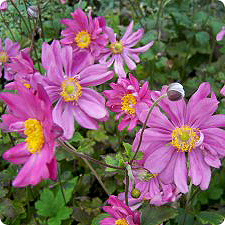 Anemone (giapponese) hupehensis PRINZ HEINRICH