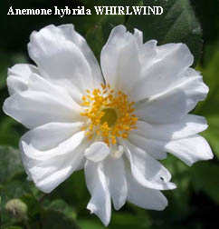 Anemone (giapponese) hybrida WHIRLWIND