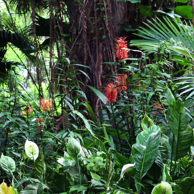 FLORIANA Selection Tropical One (15/+ bulbi)