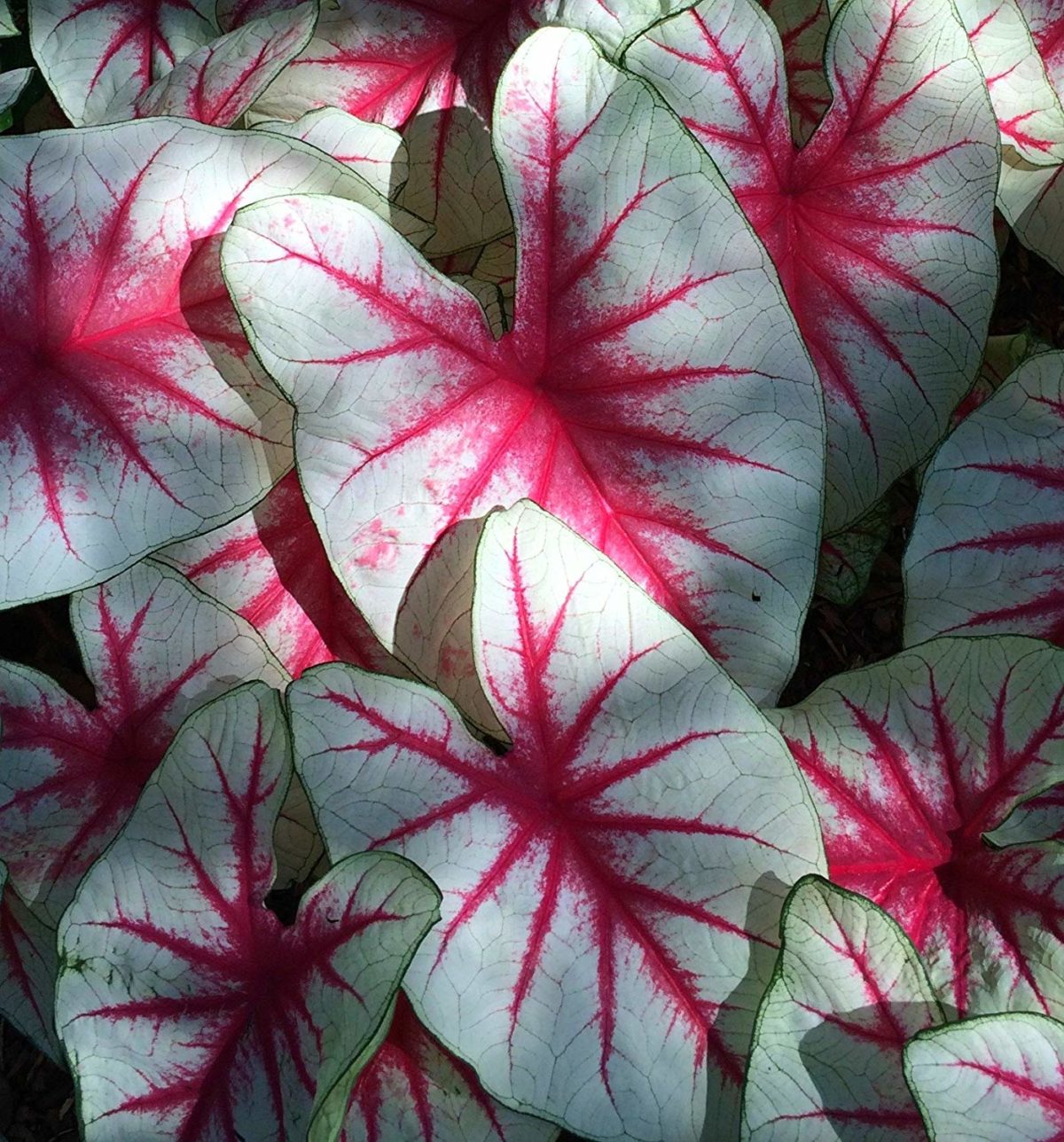 Caladium FIESTA