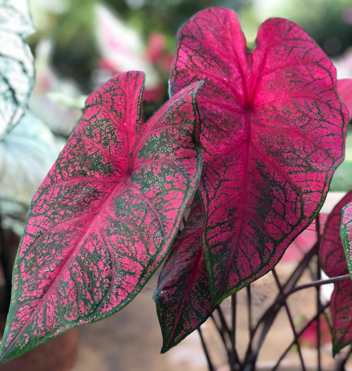 Caladium BRANDYWINE
