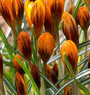 Crocus olivieri balansae ORANGE MONARCH