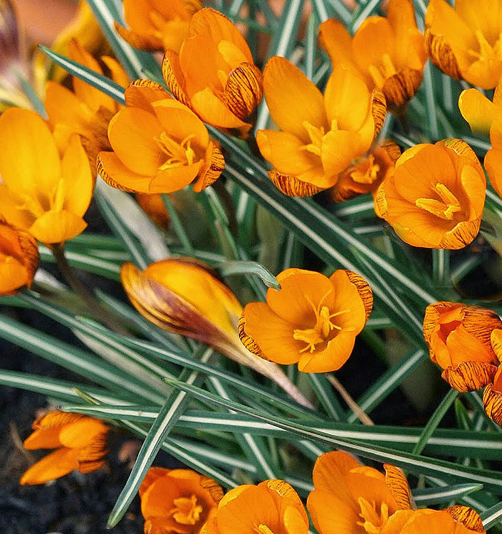 Crocus olivieri balansae ORANGE MONARCH