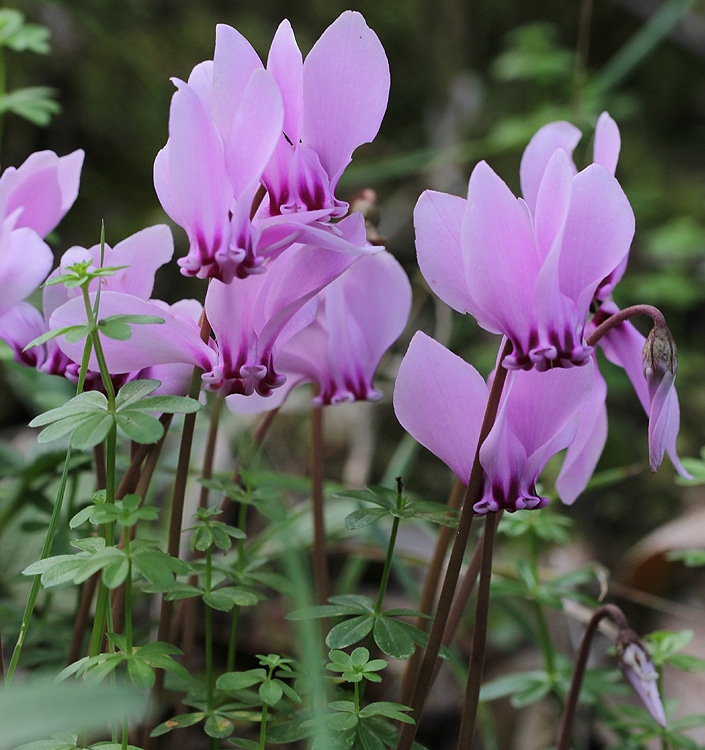 Cyclamen hederifolium (neapolitanum)