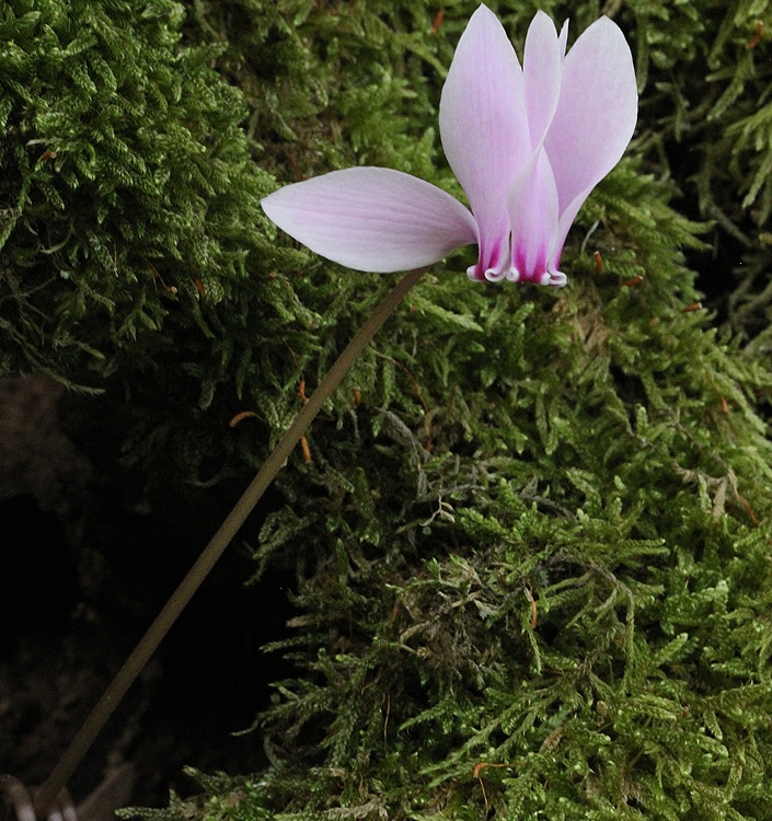 Cyclamen hederifolium (neapolitanum)