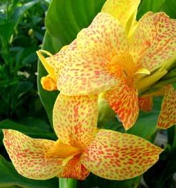 Canna PICASSO