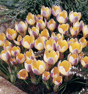 Crocus chrysanthus ADVANCE