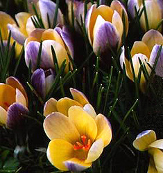 Crocus chrysanthus ADVANCE