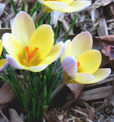 Crocus chrysanthus ADVANCE