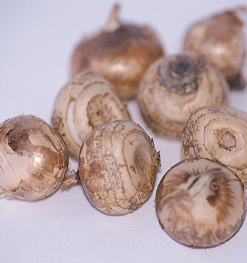 Crocus chrysanthus ADVANCE