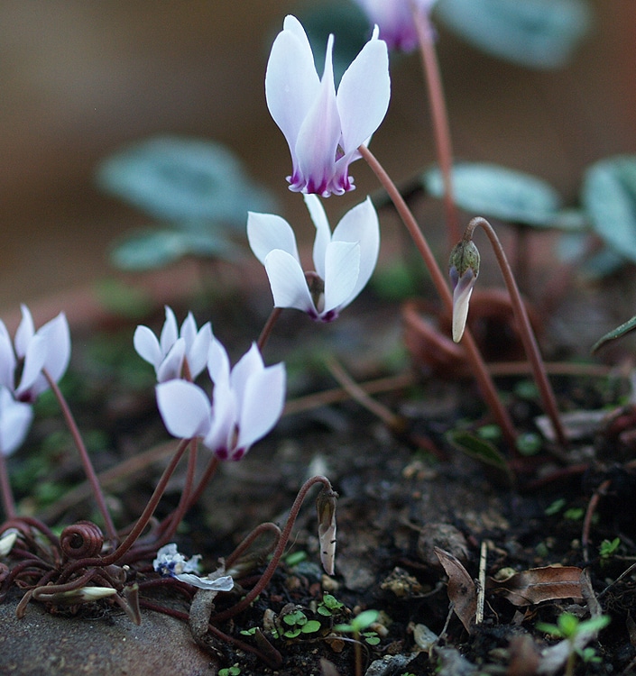 Cyclamen cilicium