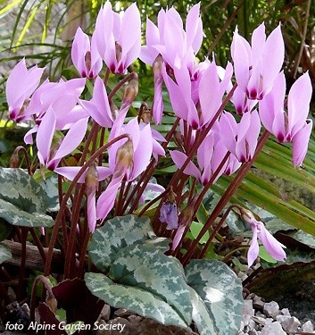 Cyclamen cilicium