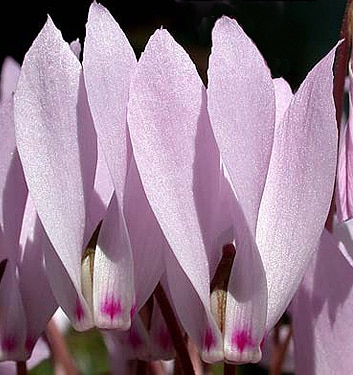 Cyclamen cilicium