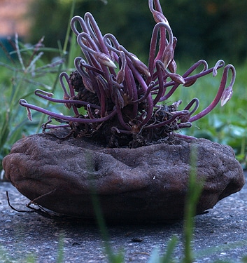 Cyclamen cilicium