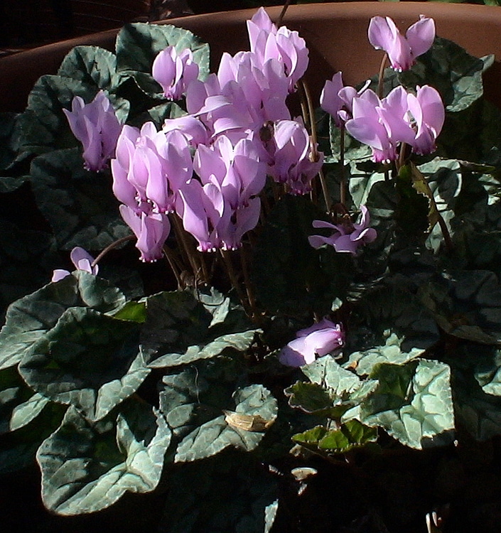 Cyclamen hederifolium (neapolitanum) XXL