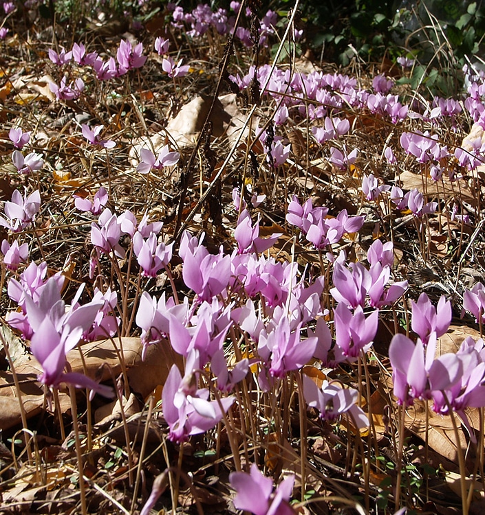Cyclamen hederifolium (neapolitanum) XXL