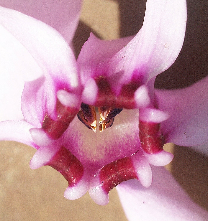 Cyclamen hederifolium (neapolitanum) XXL