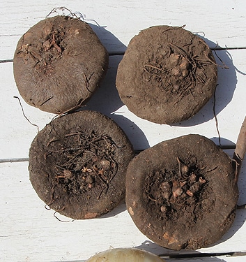 Cyclamen hederifolium (neapolitanum) XXL