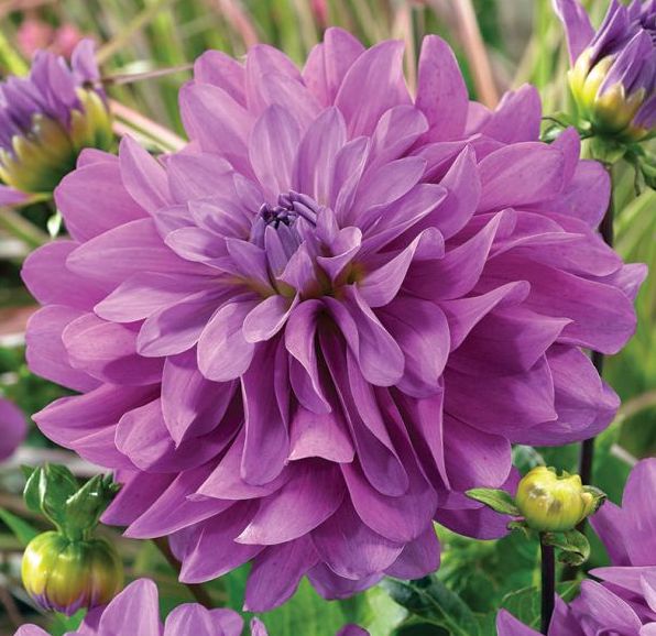 Dahlia (decorativa) BLUETIFUL