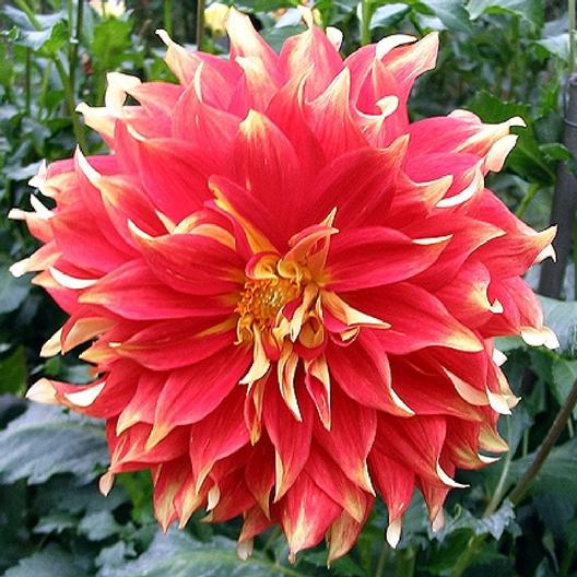 Dahlia (decorativa) BODACIOUS