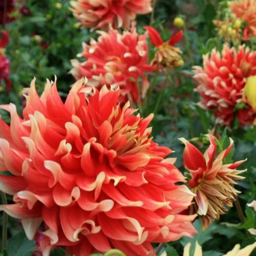 Dahlia (decorativa) BODACIOUS
