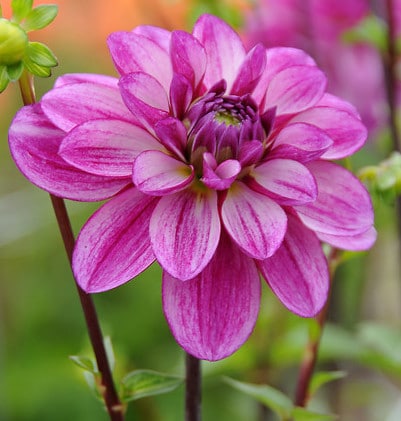 Dahlia (decorativa) SEDUCTION