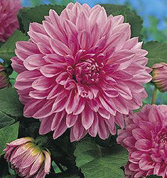 Dahlia (decorativa) LAVANDER PERFECTION