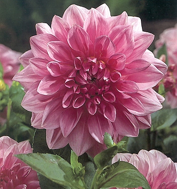 Dahlia (decorativa) LAVANDER PERFECTION