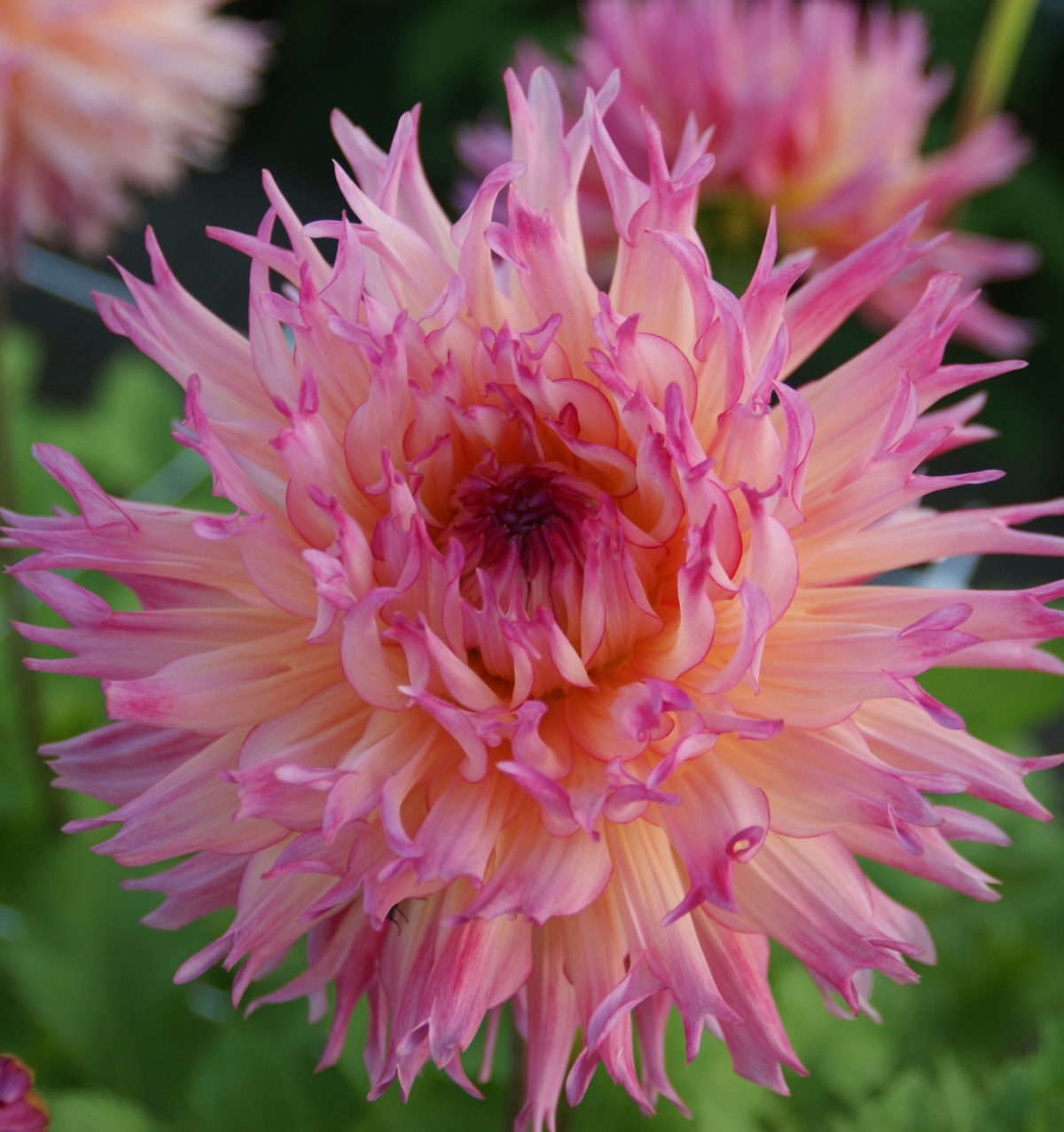 Dahlia (fimbriata) NENEKAZI