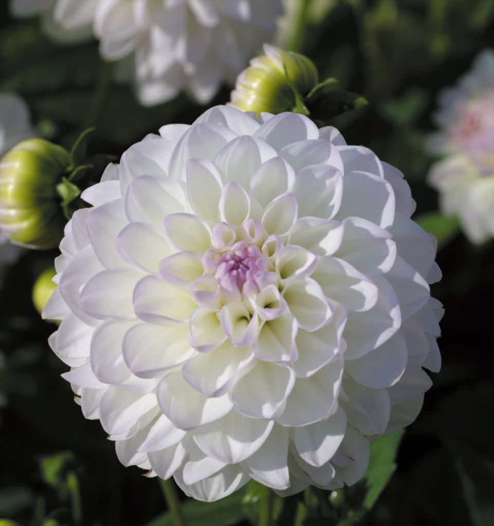 Dahlia (globo) EVELINE