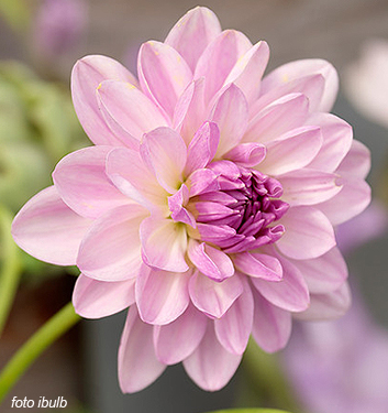 Dahlia (karma) LAGOON