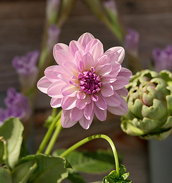 Dahlia (karma) LAGOON
