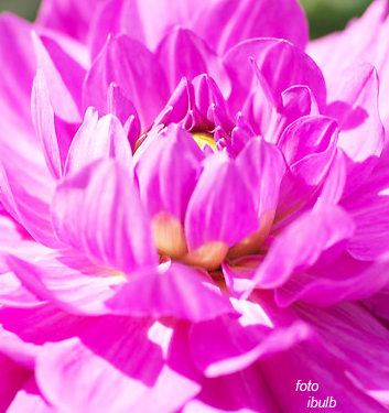 Dahlia (karma) LAGOON
