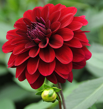 Dahlia (karma) NAOMI