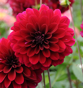 Dahlia (karma) NAOMI