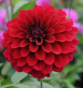 Dahlia (karma) NAOMI
