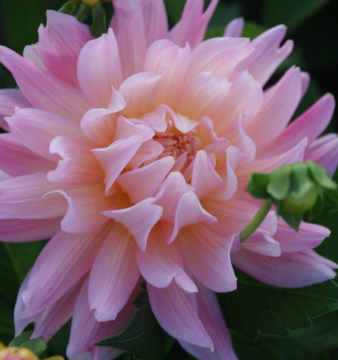 Dahlia (melody) GIPSY