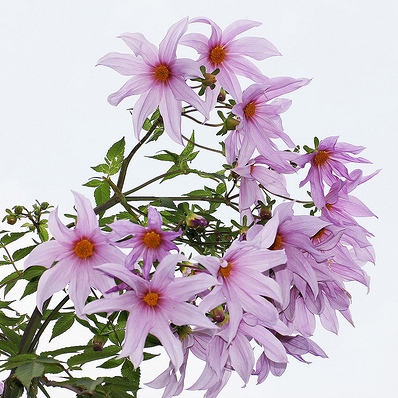 Dahlia (specie) imperialis