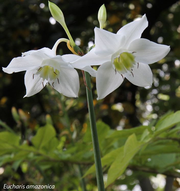 Eucharis amazonica