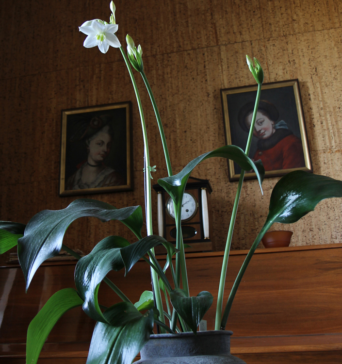 Eucharis amazonica