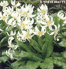 Erythronium WHITE BEAUTY