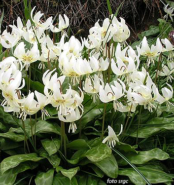 Erythronium WHITE BEAUTY