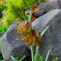 Fritillaria davisii