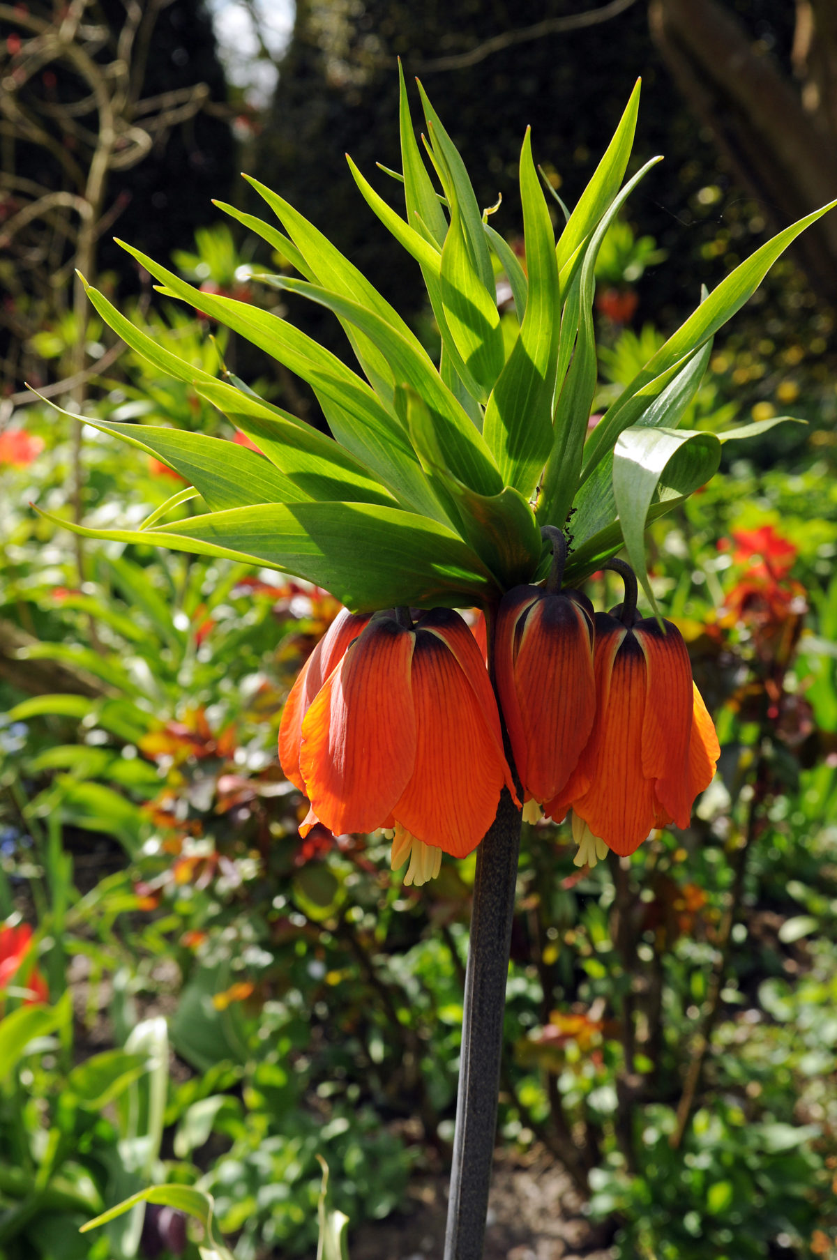 Fritillaria imperialis RUBRA MAXIMA