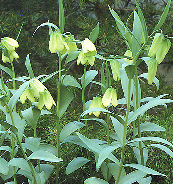 Fritillaria pallidiflora