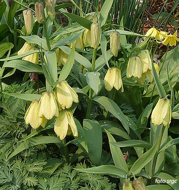 Fritillaria pallidiflora