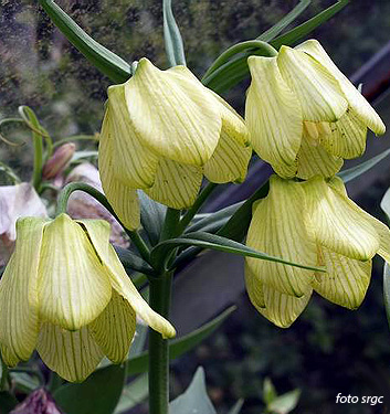 Fritillaria pallidiflora